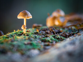 some small tree fungi grow on a dead tree trunk