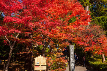 円覚寺　モミジ紅葉