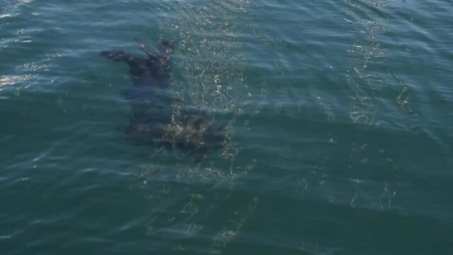 Sea otters frolicking in the Seward, Alaska, harbor
