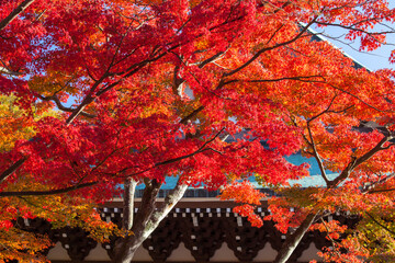 円覚寺　仏殿とモミジ紅葉