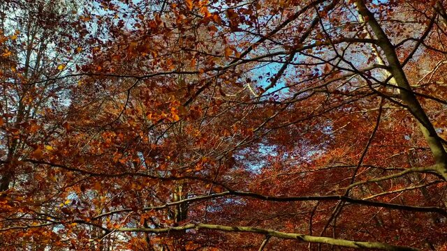 Bosco di alberi di faggio durante il foliage d'autunno, Italia - Forest of beech trees during autumn foliage, Italy