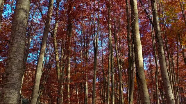 Bosco di alberi di faggio durante il foliage d'autunno, Italia - Forest of beech trees during autumn foliage, Italy