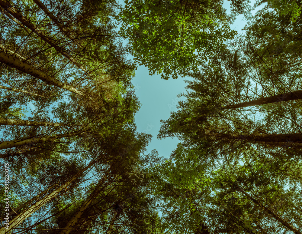 Wall mural a crown of trees under a beautiful sky