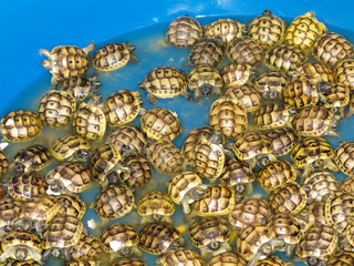 Tens of new born turtles in a basin. Land tortoise are 7 days old only. Land turtles are in tank with some water. Cute baby animals.