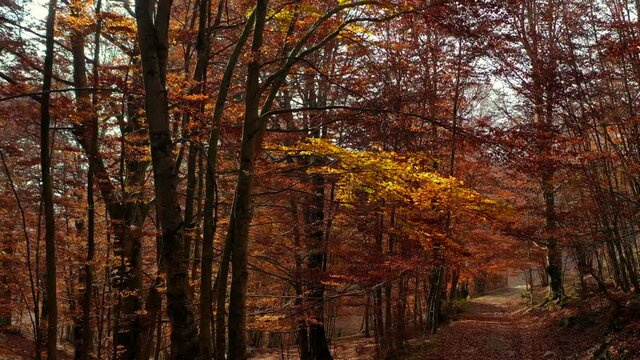 Bosco di alberi di faggio durante il foliage d'autunno, Italia - Forest of beech trees during autumn foliage, Italy