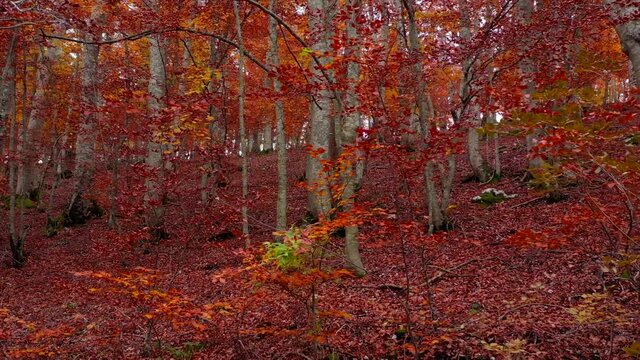 Bosco di alberi di faggio durante il foliage d'autunno, Italia - Forest of beech trees during autumn foliage, Italy