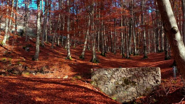 Bosco di alberi di faggio durante il foliage d'autunno, Italia - Forest of beech trees during autumn foliage, Italy