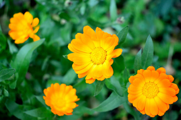 bush of orange flowers, close-up as texture for background