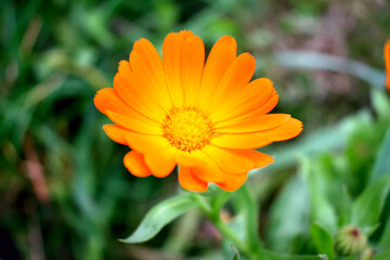 orange flower, close-up as texture for background