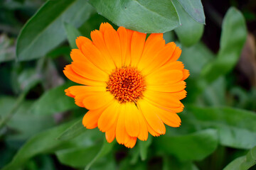 orange flower, close-up as texture for background