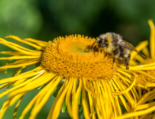 Bee collecting nectar from a beautiful flower