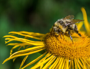 Bee collecting nectar from a beautiful flower