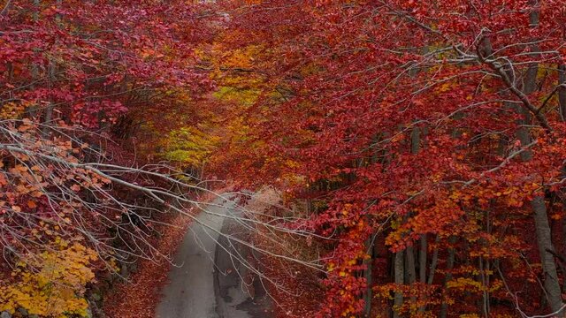 Bosco di alberi di faggio durante il foliage d'autunno, Italia - Forest of beech trees during autumn foliage, Italy