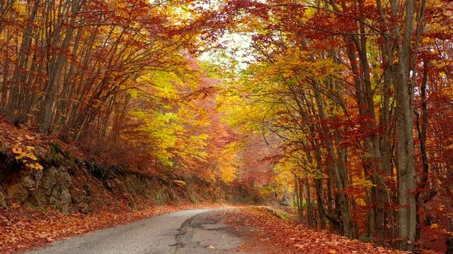 Bosco di alberi di faggio durante il foliage d'autunno, Italia - Forest of beech trees during autumn foliage, Italy