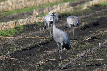 Common cranes on a corn field // Kraniche (Grus grus) auf einem Mais-Feld © bennytrapp