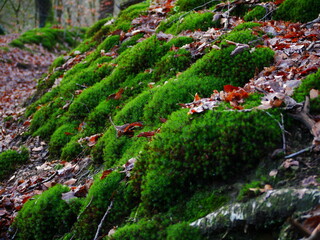 moss and autumn leaves on the stone
