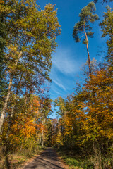 Herbstliche Bäume im Mischwald