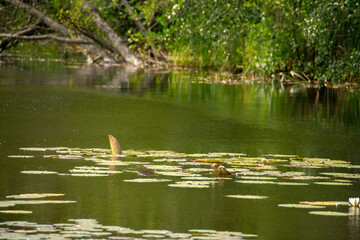 Scene of lily pads sitting on the water in Markische Schweiz Buckow Brandenburg Germany