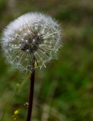 A beautiful dandelion flower