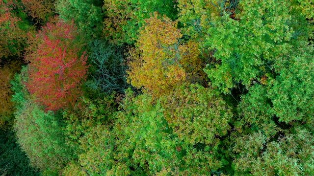 Vista aerea Bosco di alberi di faggio durante il foliage d'autunno, Italia - Forest of beech trees during autumn foliage, Italy