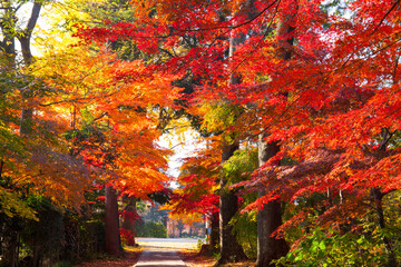 興禅寺　参道の紅葉