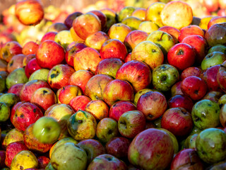 Manzanas con destino a la elaboración de zumo y sidra recién lavadas