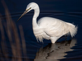 Garza blanca pasea por el agua en busca de alimento.