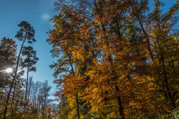 Fototapeta premium Herbstliche Bäume im Mischwald