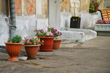 Fototapeta na wymiar Geranium flowers in pots at the entrance of an old brick multi-storey building in Europe