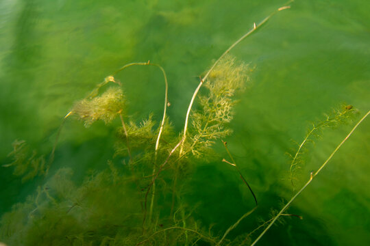 Utricularia bladderwort growing underwater in Markische Schweiz Buckow Brandenburg Germany