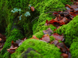 close up of moss