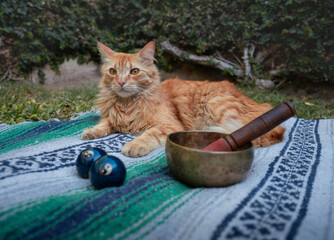 fluffy orange cat relaxing in the sound healing session and yoga practises