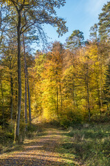 Waldweg im Herbst