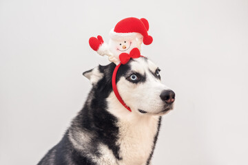Portrait of the husky dog in funny carnival antlers horn over the background. Close up