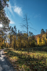 Wiederaufforstung nach Rodung im Mischwald
