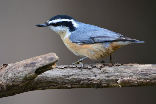 Red Breasted Nuthatch