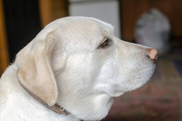 labrador retriever puppy