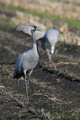 Common cranes on a corn field // Kraniche (Grus grus) auf einem Mais-Feld © bennytrapp