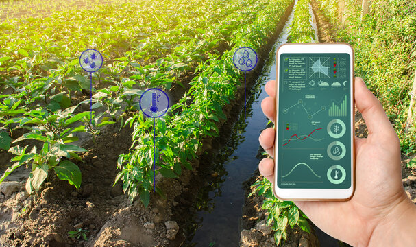 The farmer holds a phone and receives information parameters and data from agricultural field. Advanced technologies in agriculture. Agroindustry and agribusiness. Hi-tech. European organic farming.