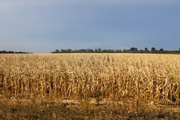 A field with golden ripe corn and a blue sky with clouds above it