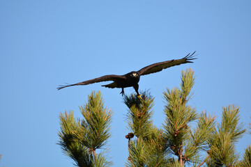 Rough legged Hawk dark morph taking off from tree top