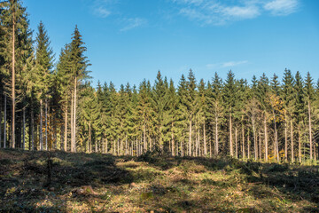 Obraz premium Wiederaufforstung nach Rodung im Mischwald