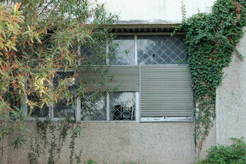 An old window with broken windows on the gray wall, on the left grows a tree, on the right vegetation on the wall
