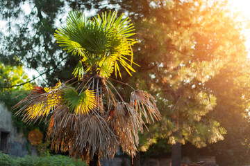 Palm with dried leaves against the background of trees and sunset