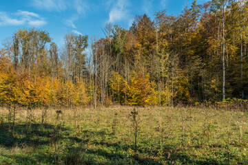 Fototapeta premium Wiederaufforstung von Jungbäumen im Mischwald
