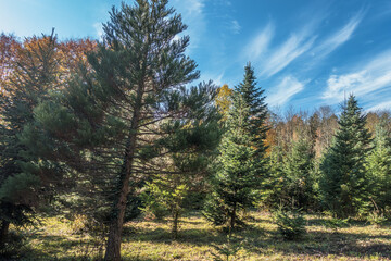 Wiederaufforstung durch anpflanzen von Jungbäumen im Mischwald