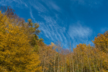 Fototapeta na wymiar Herbstliche Bäume im Mischwald