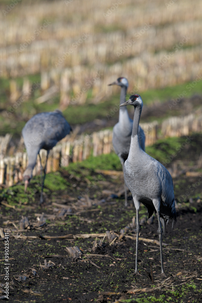 Poster Common cranes on a corn field // Kraniche (Grus grus) auf einem Mais-Feld