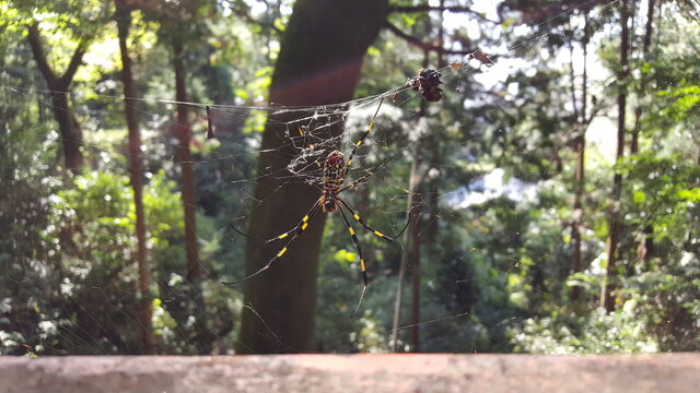 Joro spider and it's web