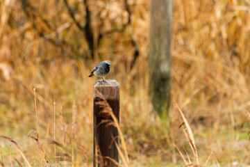 Black redstart in the wild